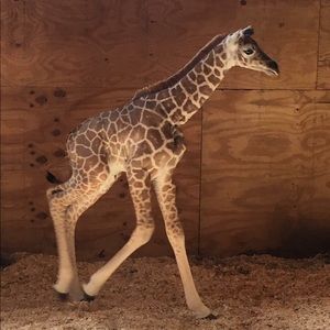 Meet your Posher, Yensu